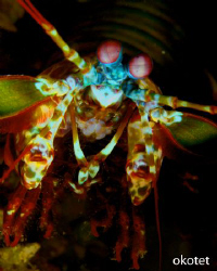 Found this mantis shrimp in Tinggo, Olanggo Island, Cebu.... by Oliver Ko 